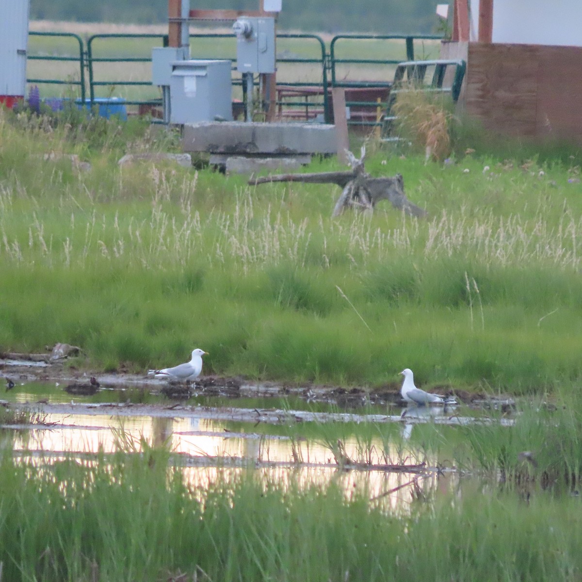 Short-billed Gull - ML638152511