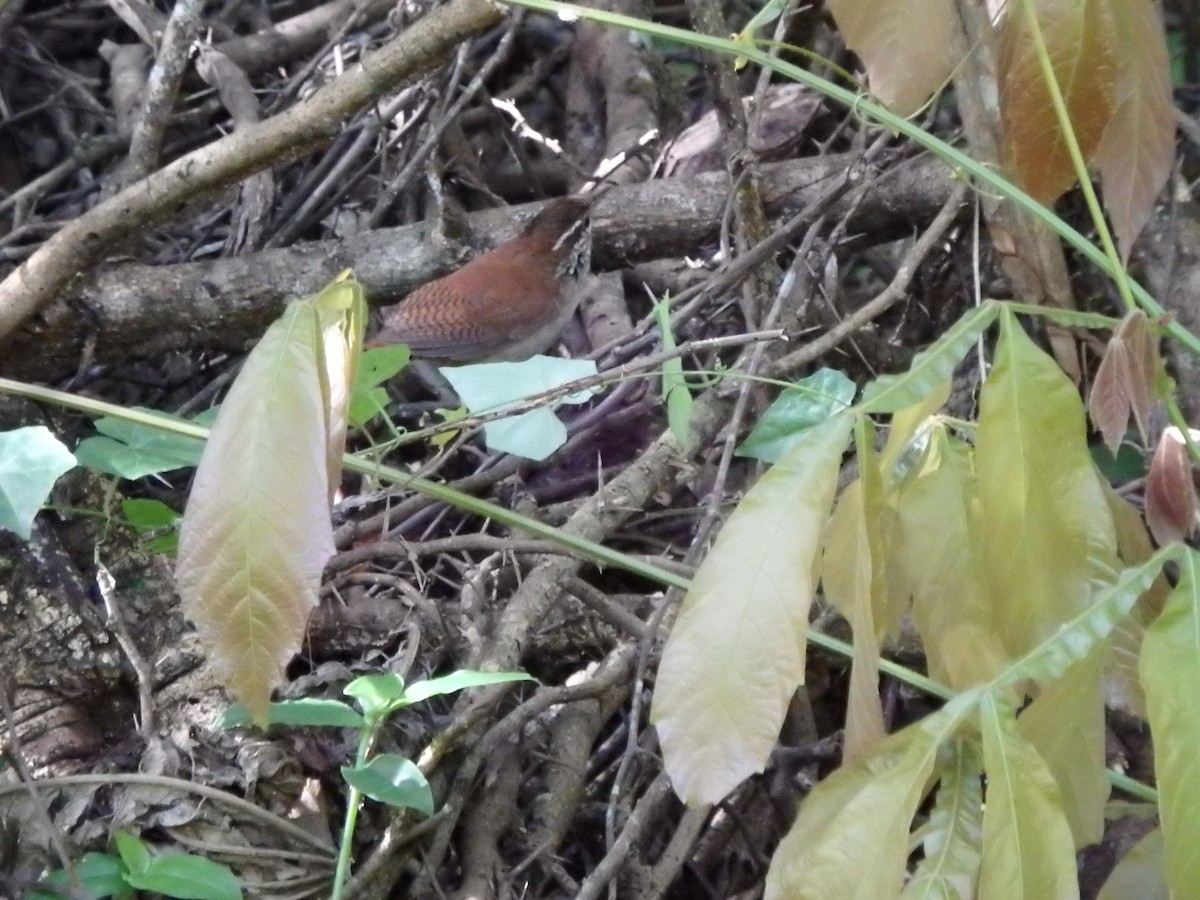 Rufous-and-white Wren - ML638152515