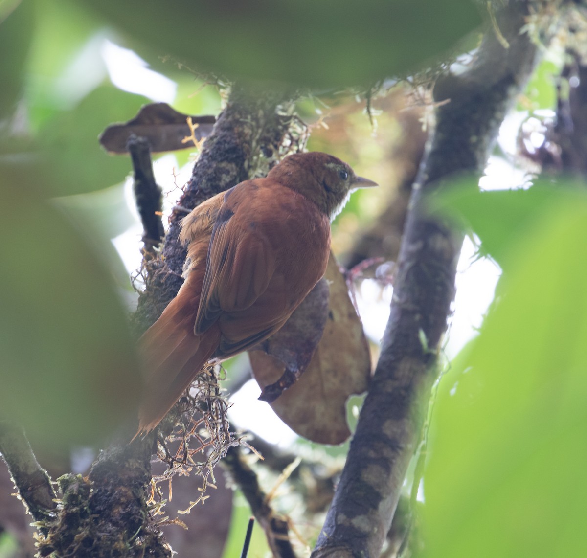 Fulvous-dotted Treerunner - ML638152521