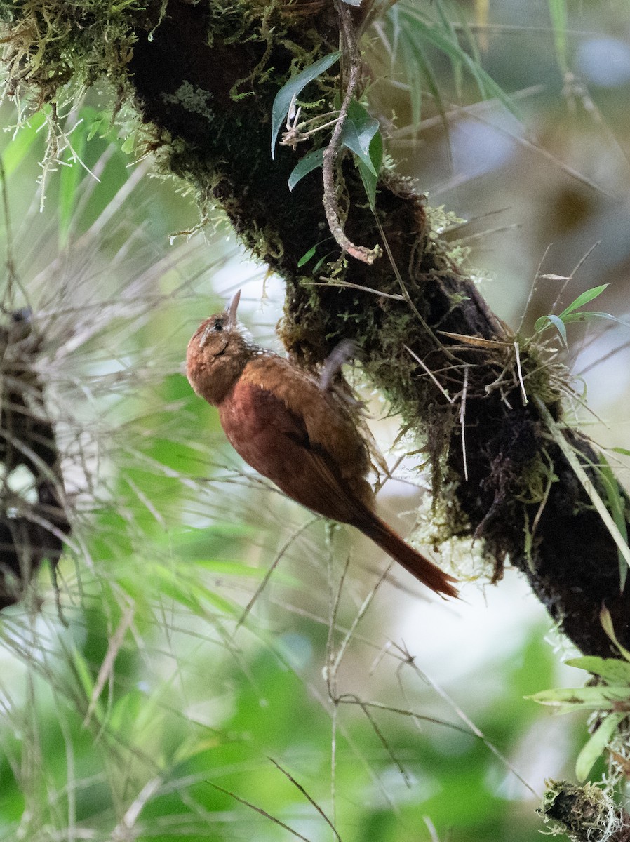 Fulvous-dotted Treerunner - ML638152522