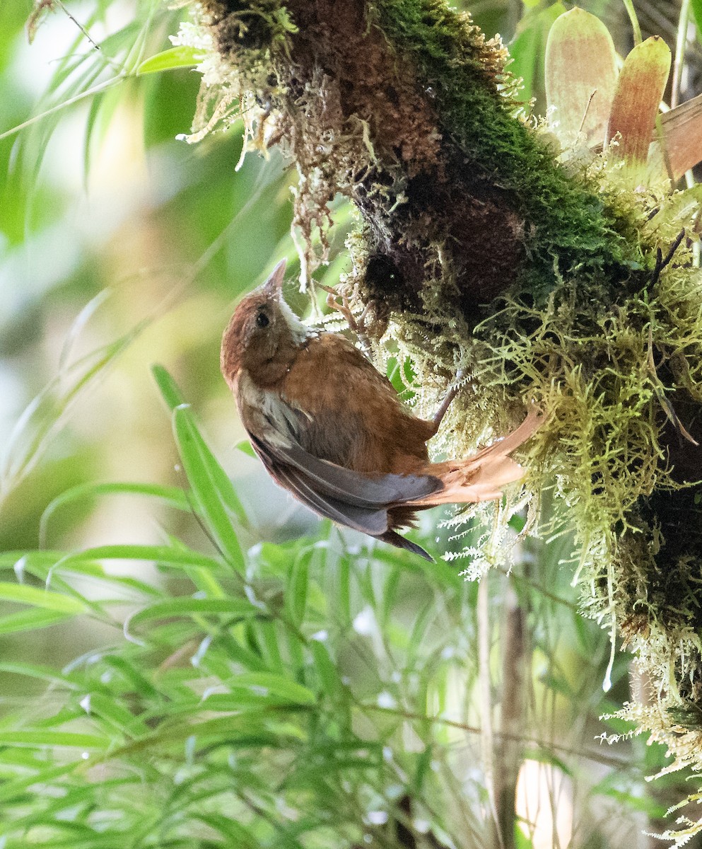 Fulvous-dotted Treerunner - ML638152523