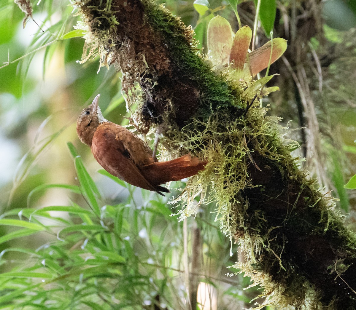 Fulvous-dotted Treerunner - ML638152524