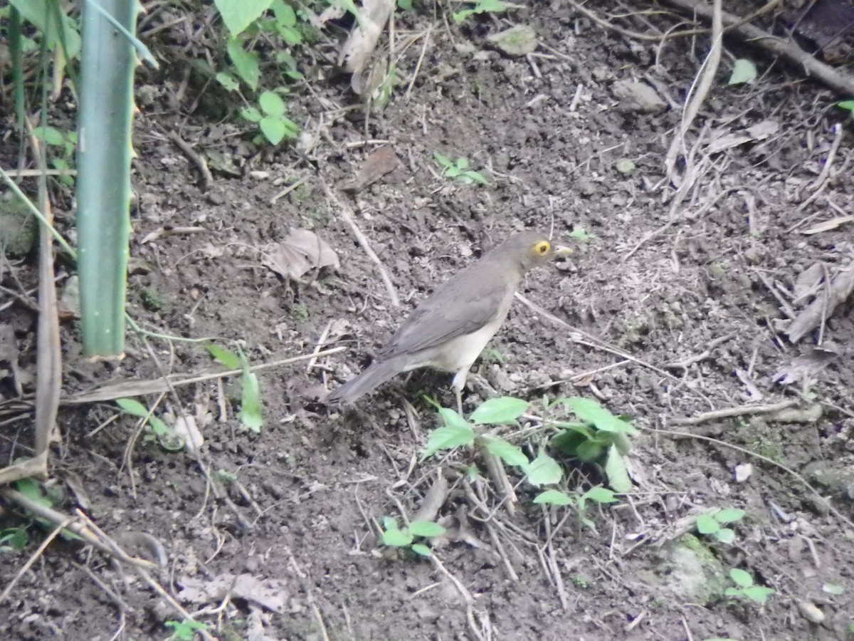 Spectacled Thrush - ML638152534
