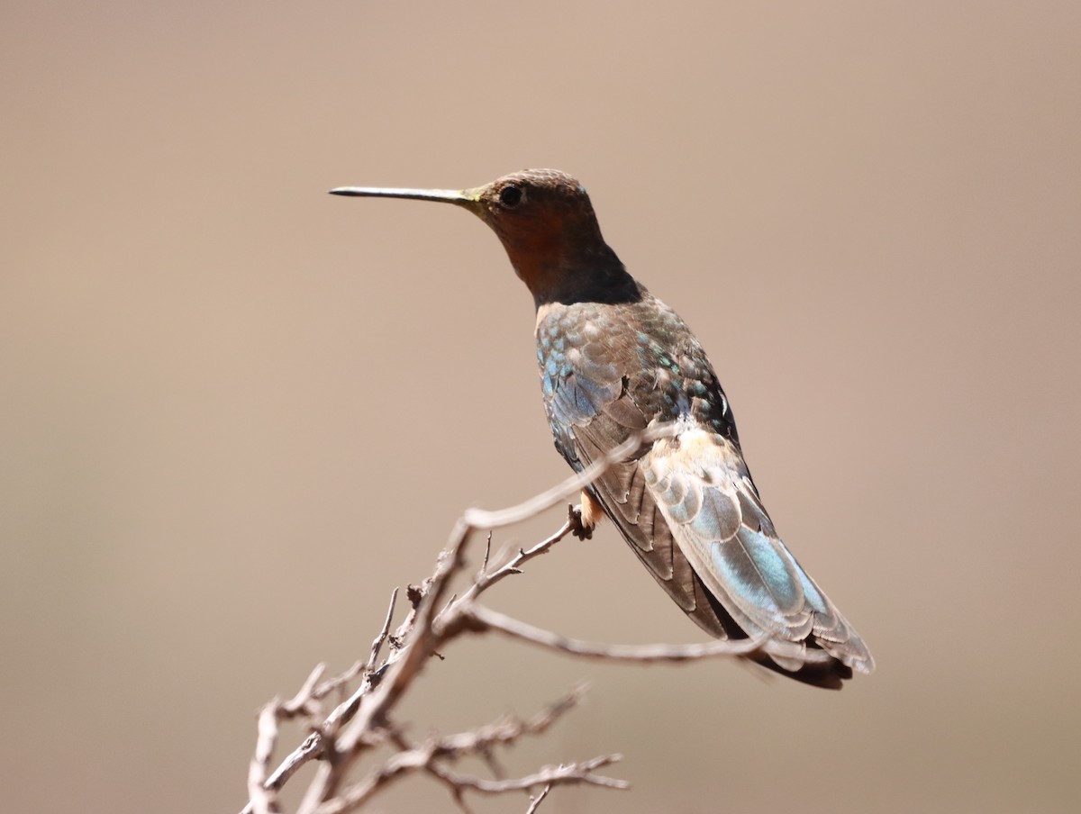 Giant Hummingbird - ML638152535