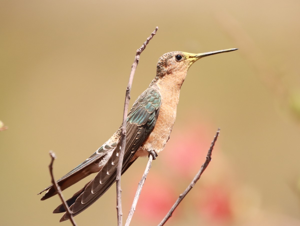 Giant Hummingbird - ML638152536
