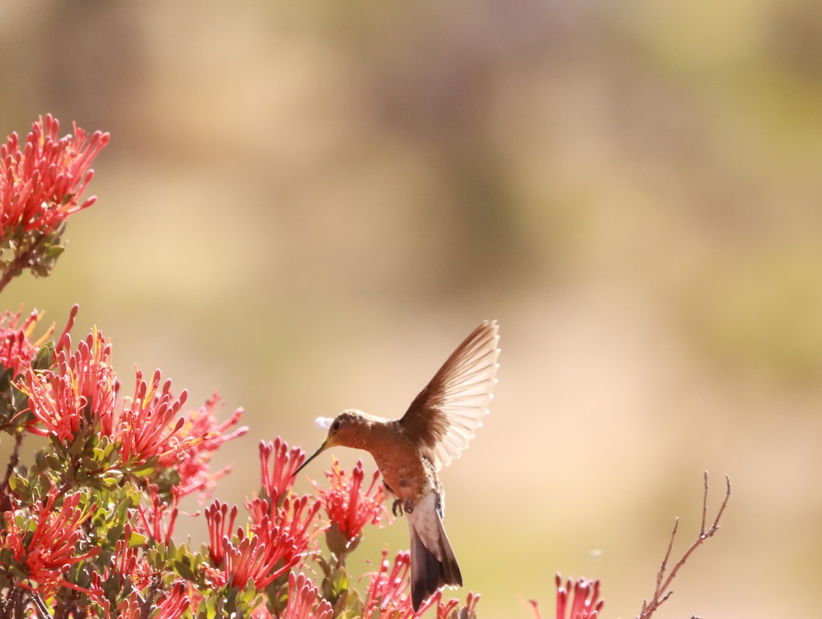 Giant Hummingbird - ML638152537