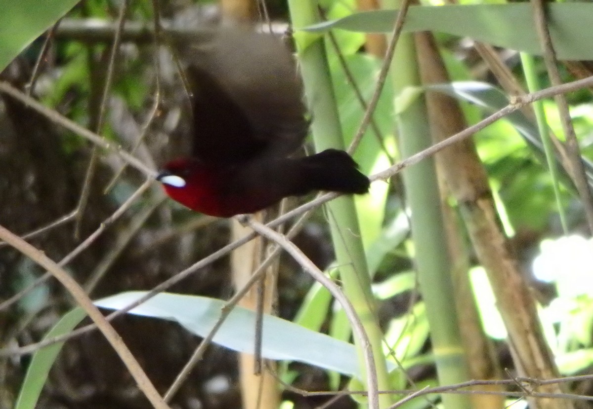 Silver-beaked Tanager - ML638152563
