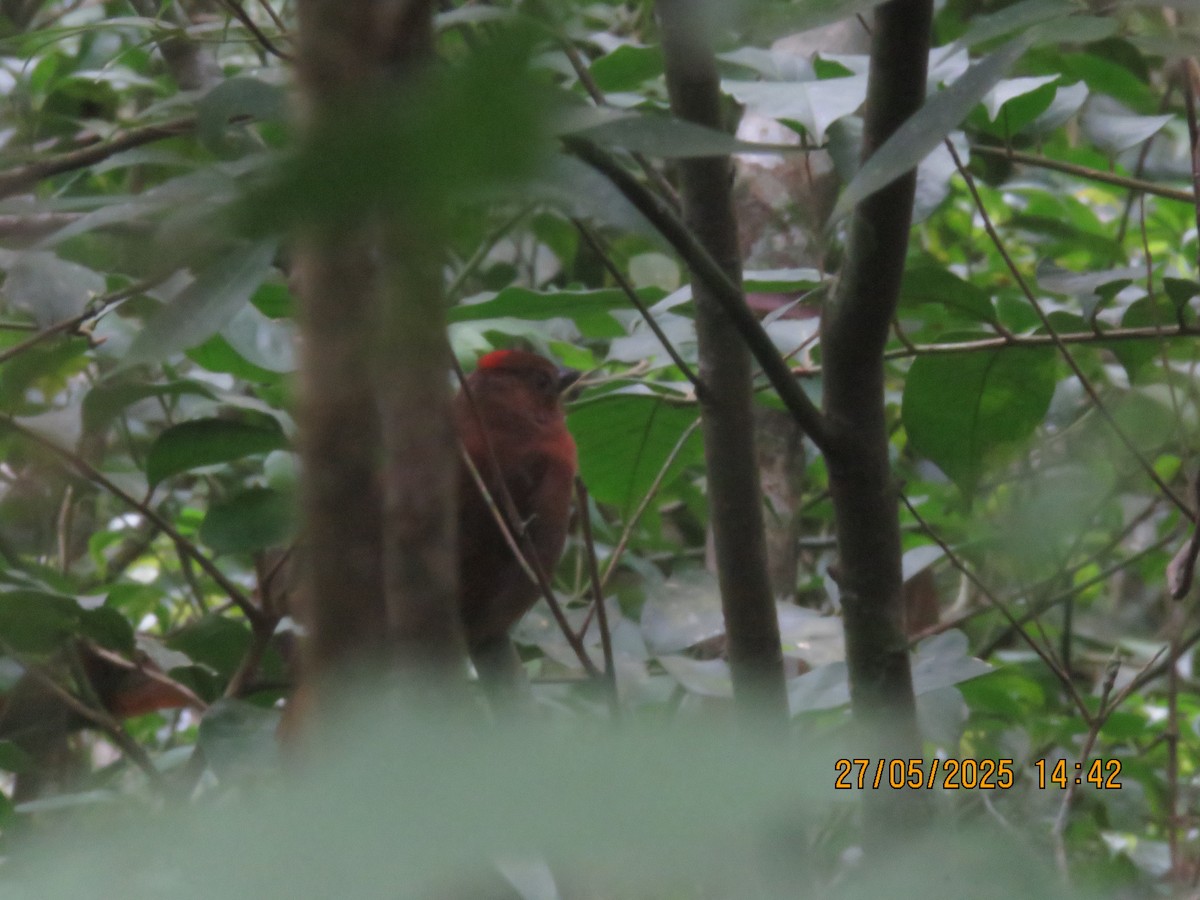 Red-crowned Ant-Tanager - ML638152567