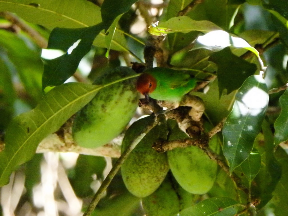 Bay-headed Tanager - ML638152573