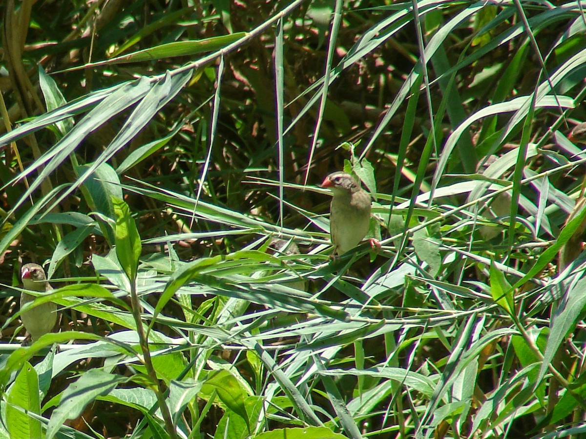Red-billed Quelea - ML638152594