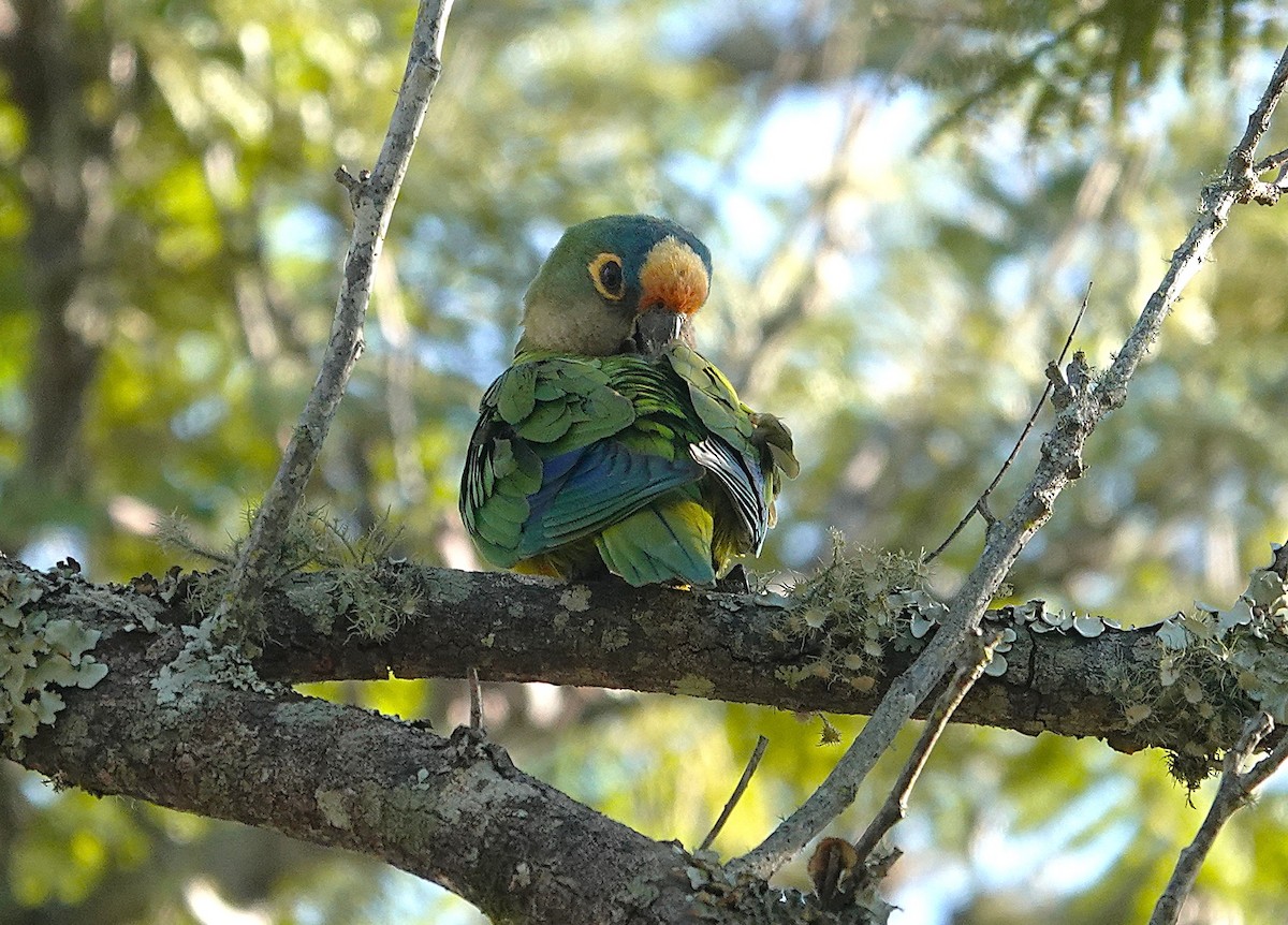 Peach-fronted Parakeet - ML638152608