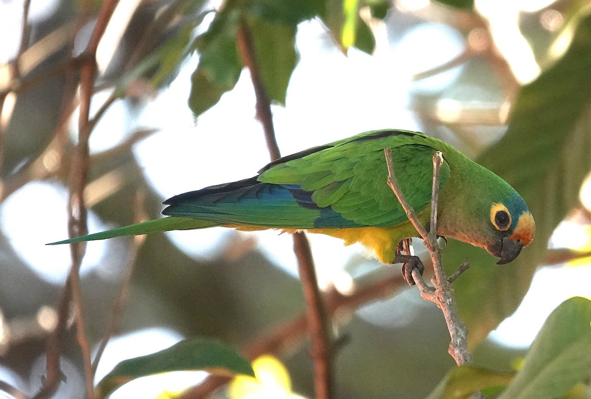 Peach-fronted Parakeet - ML638152609