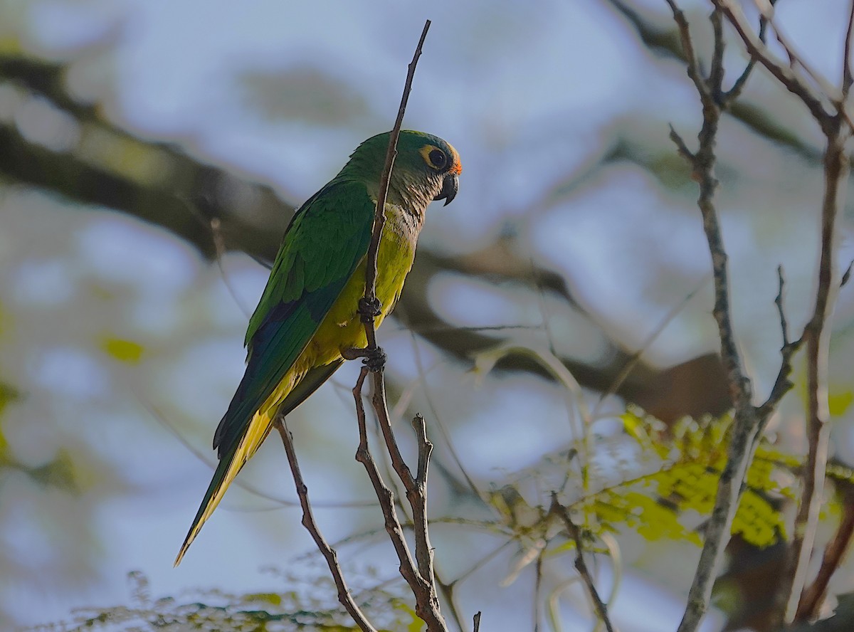Peach-fronted Parakeet - ML638152610