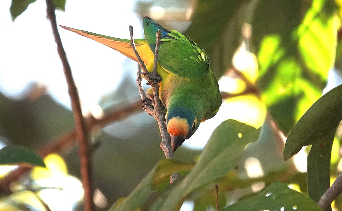 Peach-fronted Parakeet - ML638152611