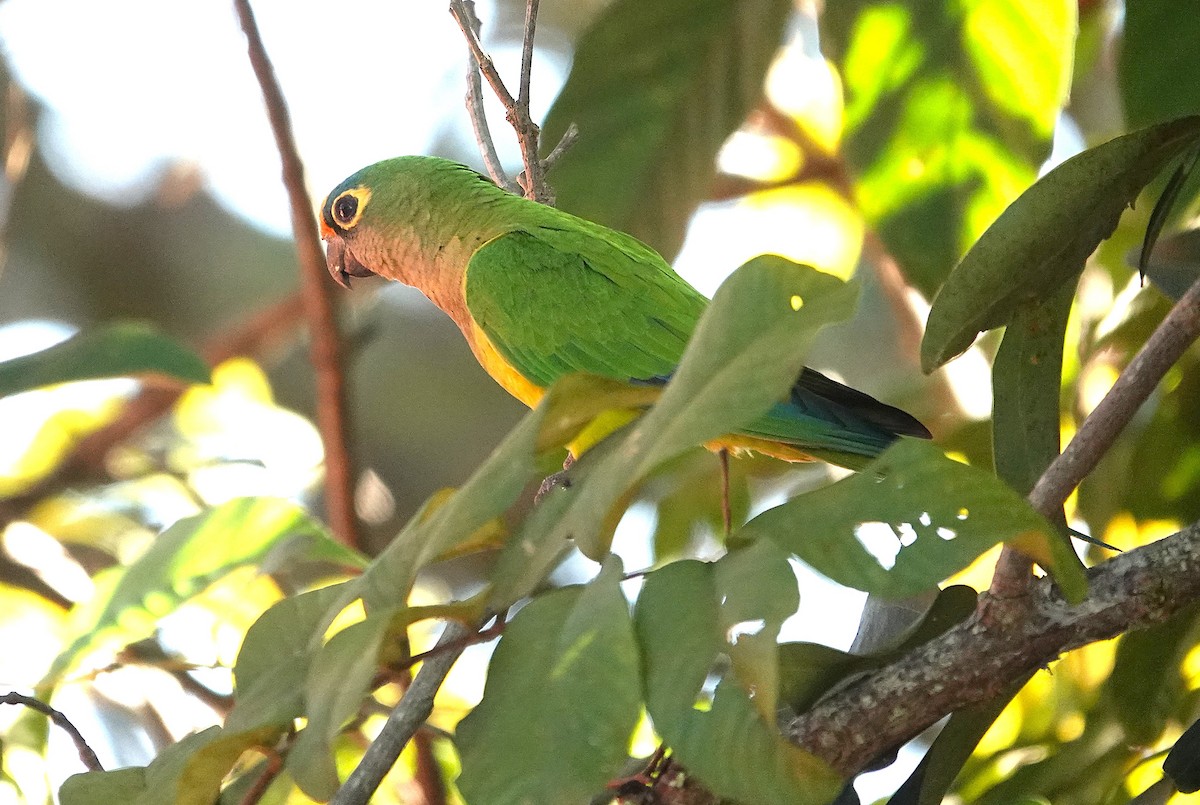 Peach-fronted Parakeet - ML638152612
