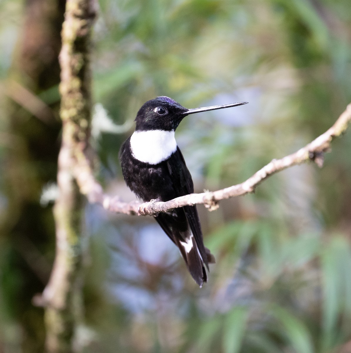 Collared Inca - ML638152621