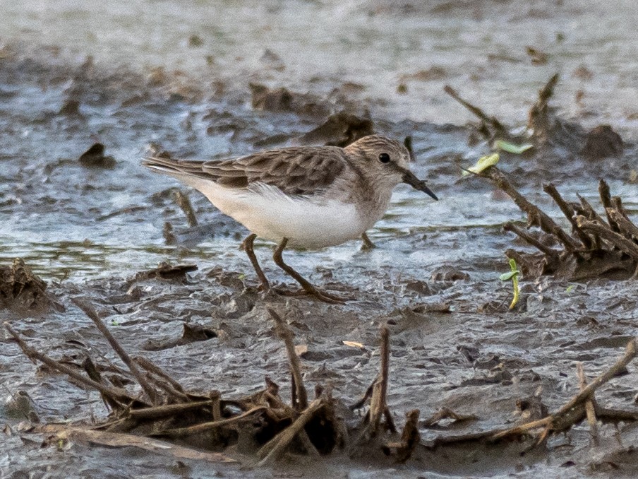 Least Sandpiper - ML638152629