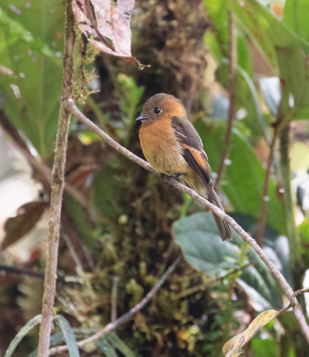 Cinnamon Flycatcher - ML638152645