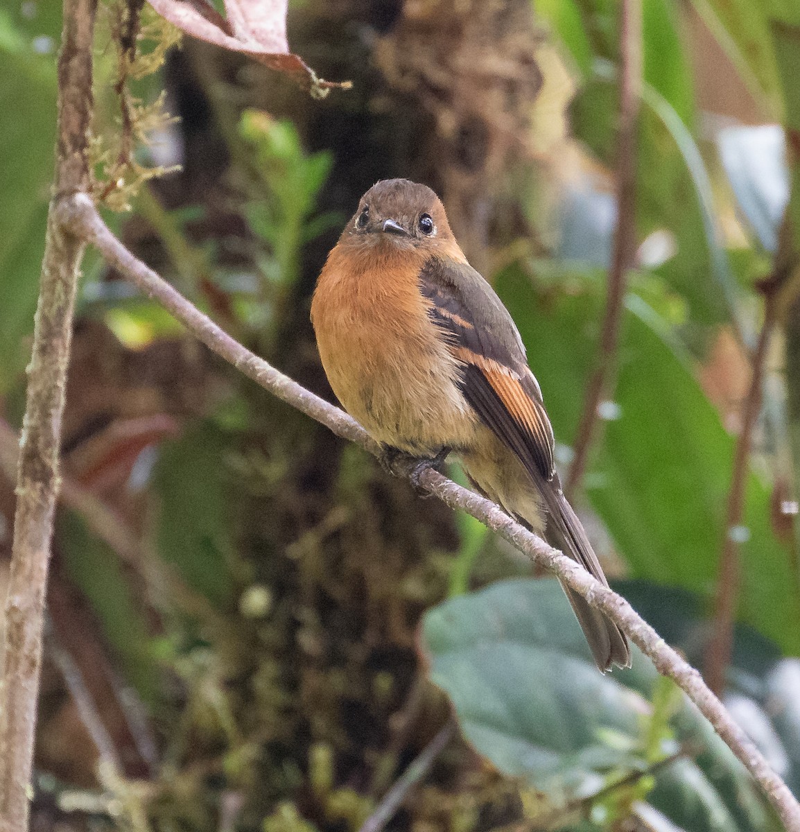 Cinnamon Flycatcher - ML638152646