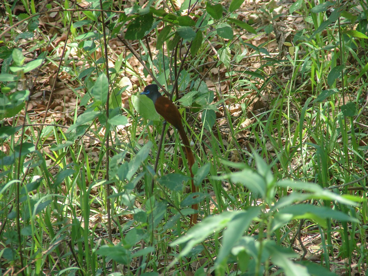 African Paradise-Flycatcher - ML638152649