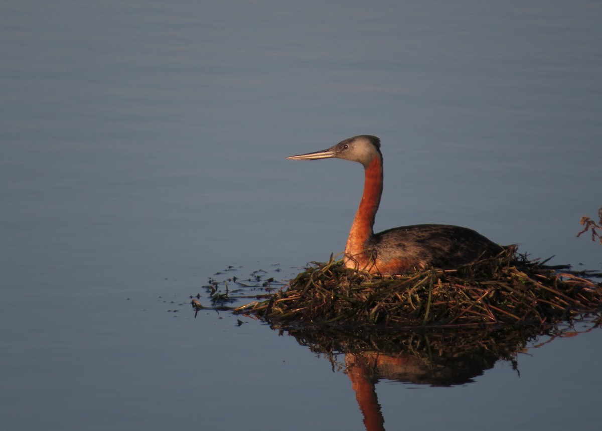 Great Grebe - ML638152650