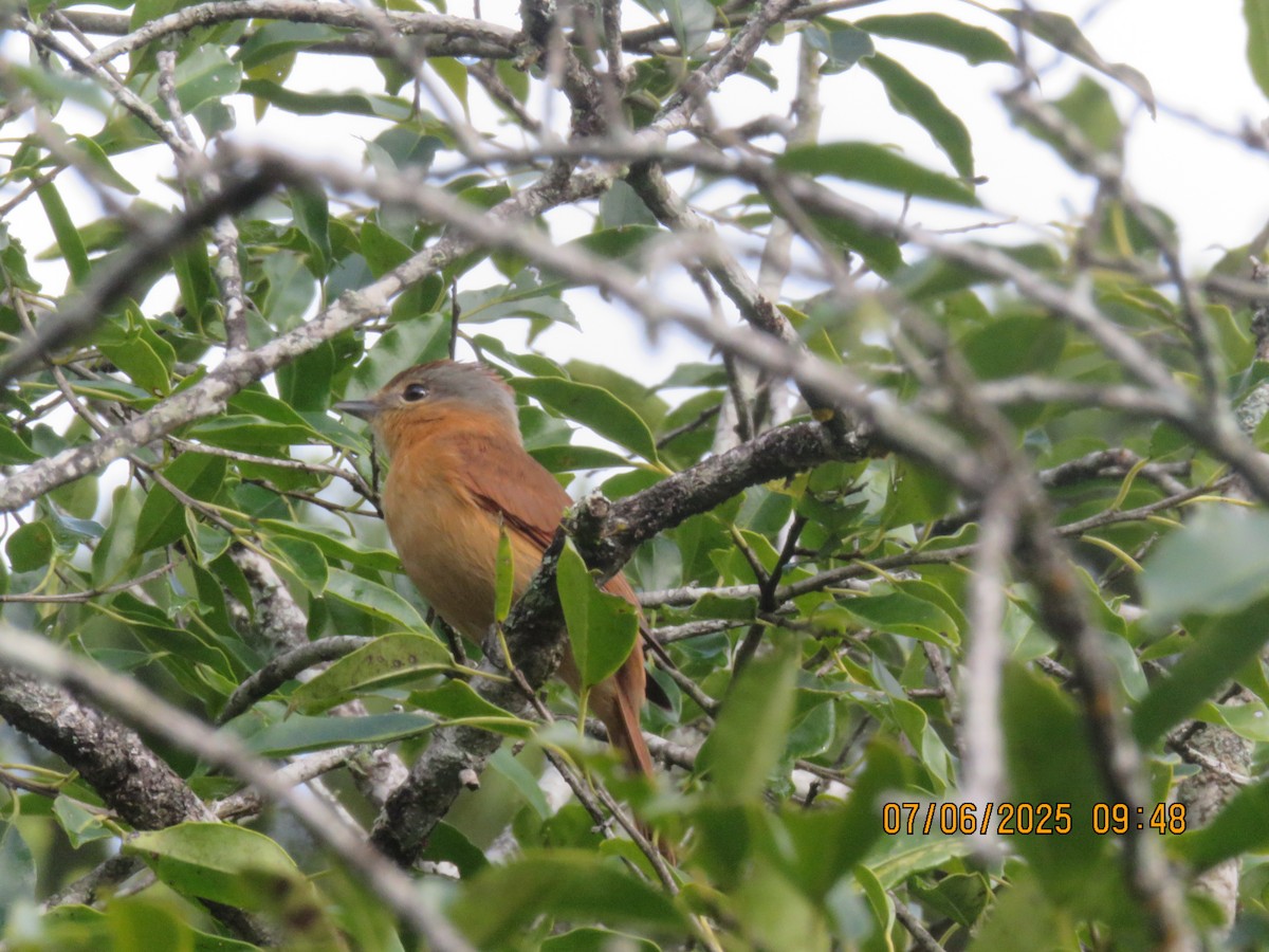 Chestnut-crowned Becard - ML638152662