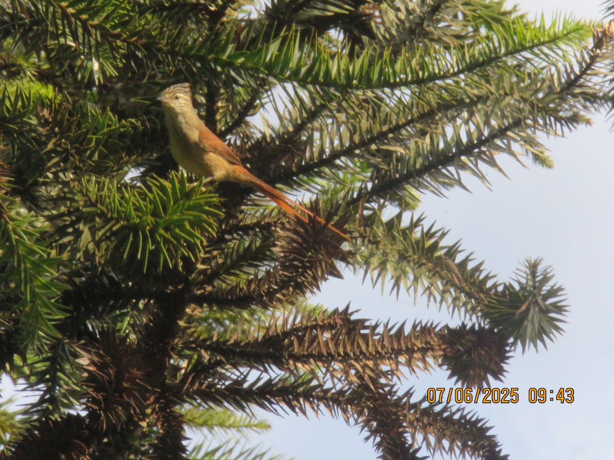 Araucaria Tit-Spinetail - ML638152672