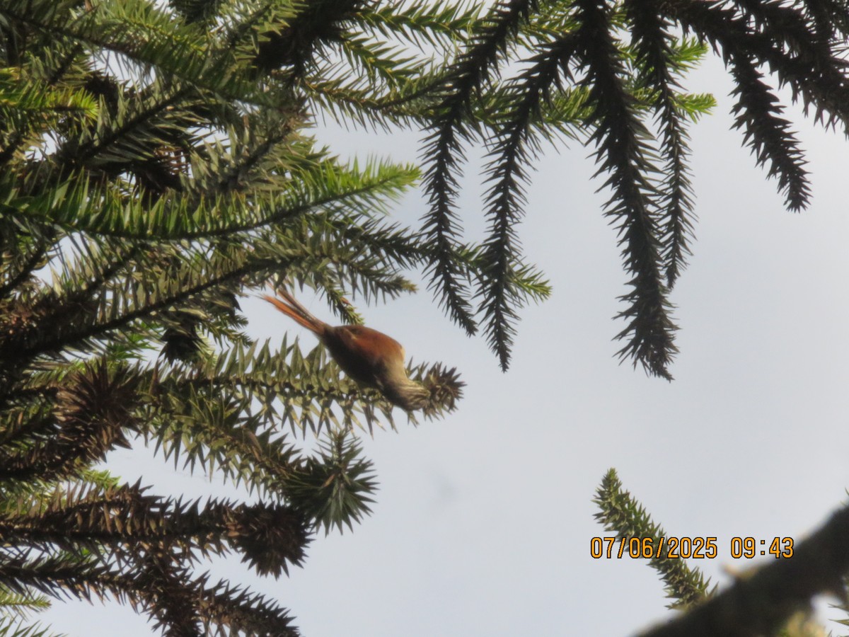 Araucaria Tit-Spinetail - ML638152678
