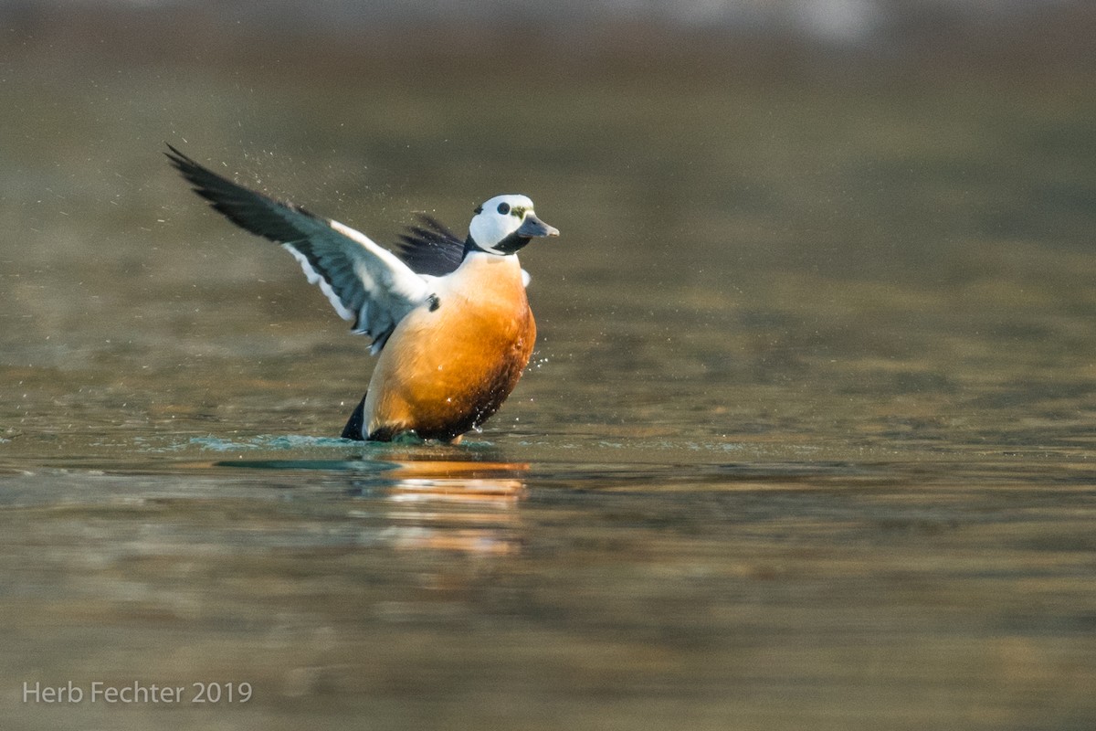 Steller's Eider - ML638152685