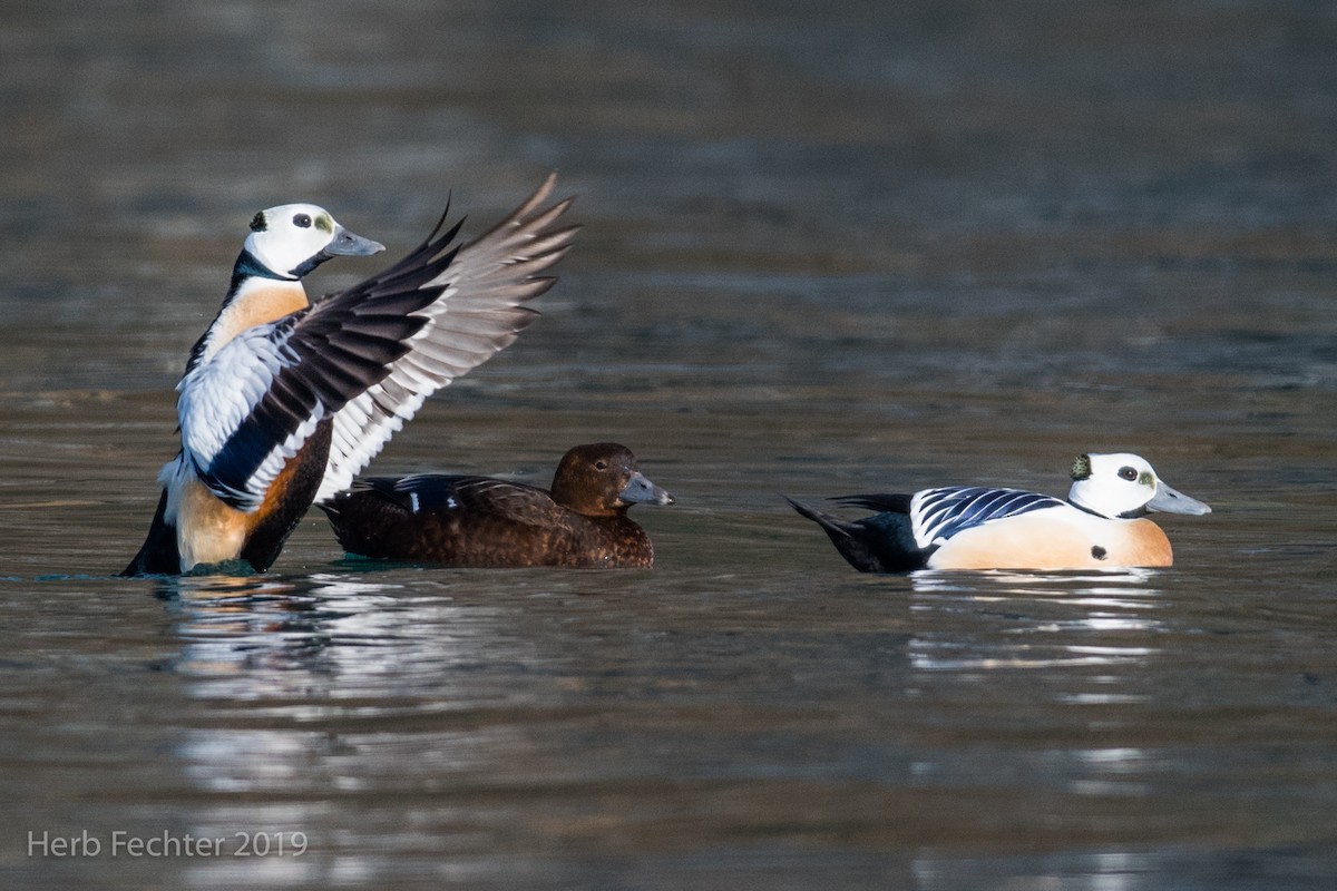 Steller's Eider - ML638152687