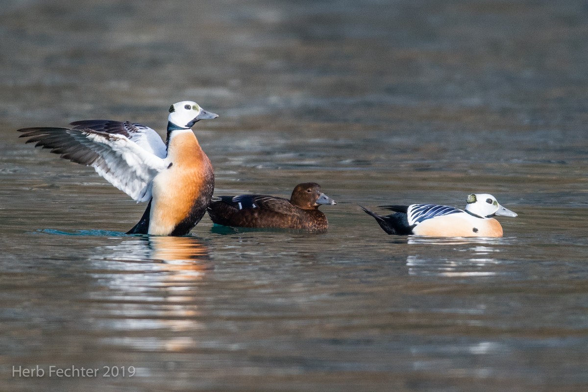 Steller's Eider - ML638152688