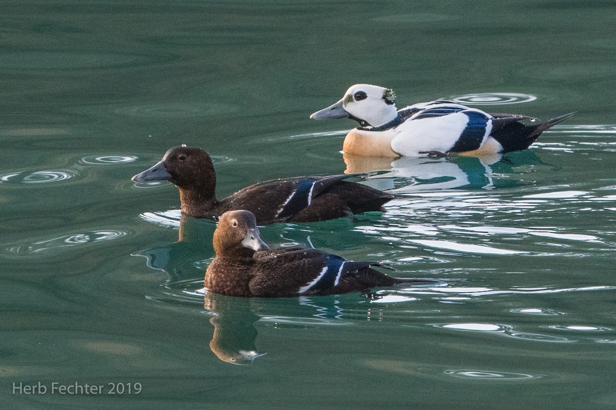 Steller's Eider - ML638152690