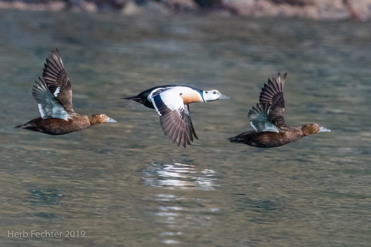 Steller's Eider - ML638152691