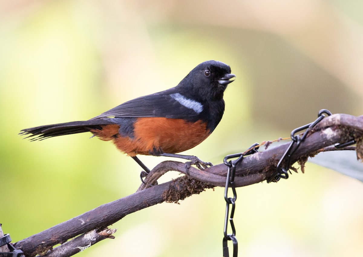 Chestnut-bellied Flowerpiercer - ML638152695