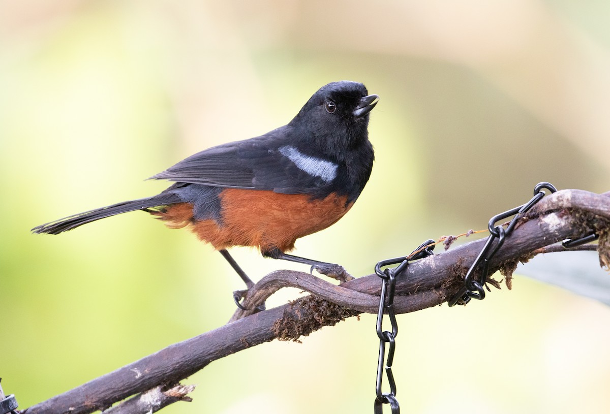 Chestnut-bellied Flowerpiercer - ML638152696