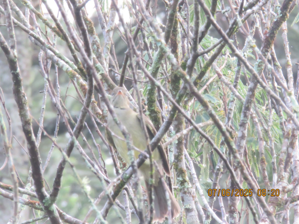 Olivaceous Elaenia - ML638152703