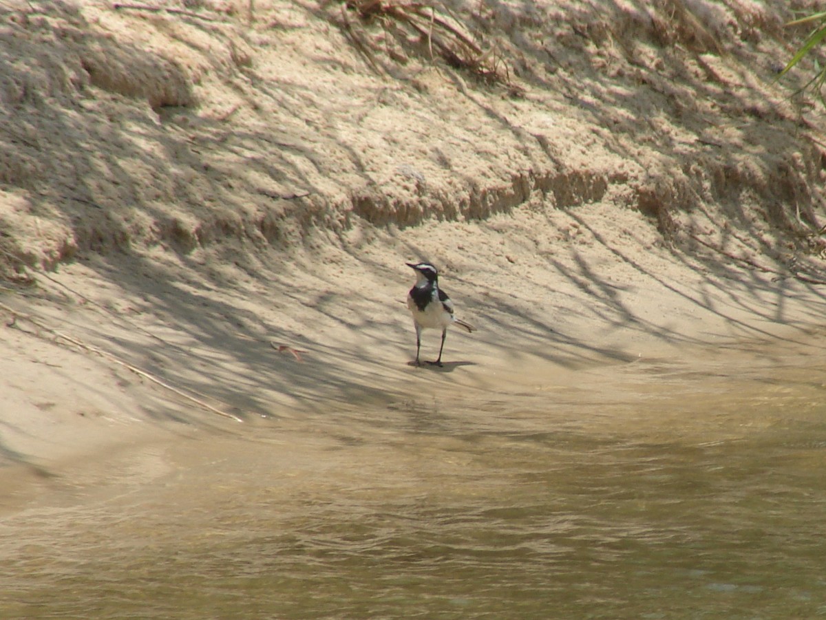 African Pied Wagtail - ML638152710