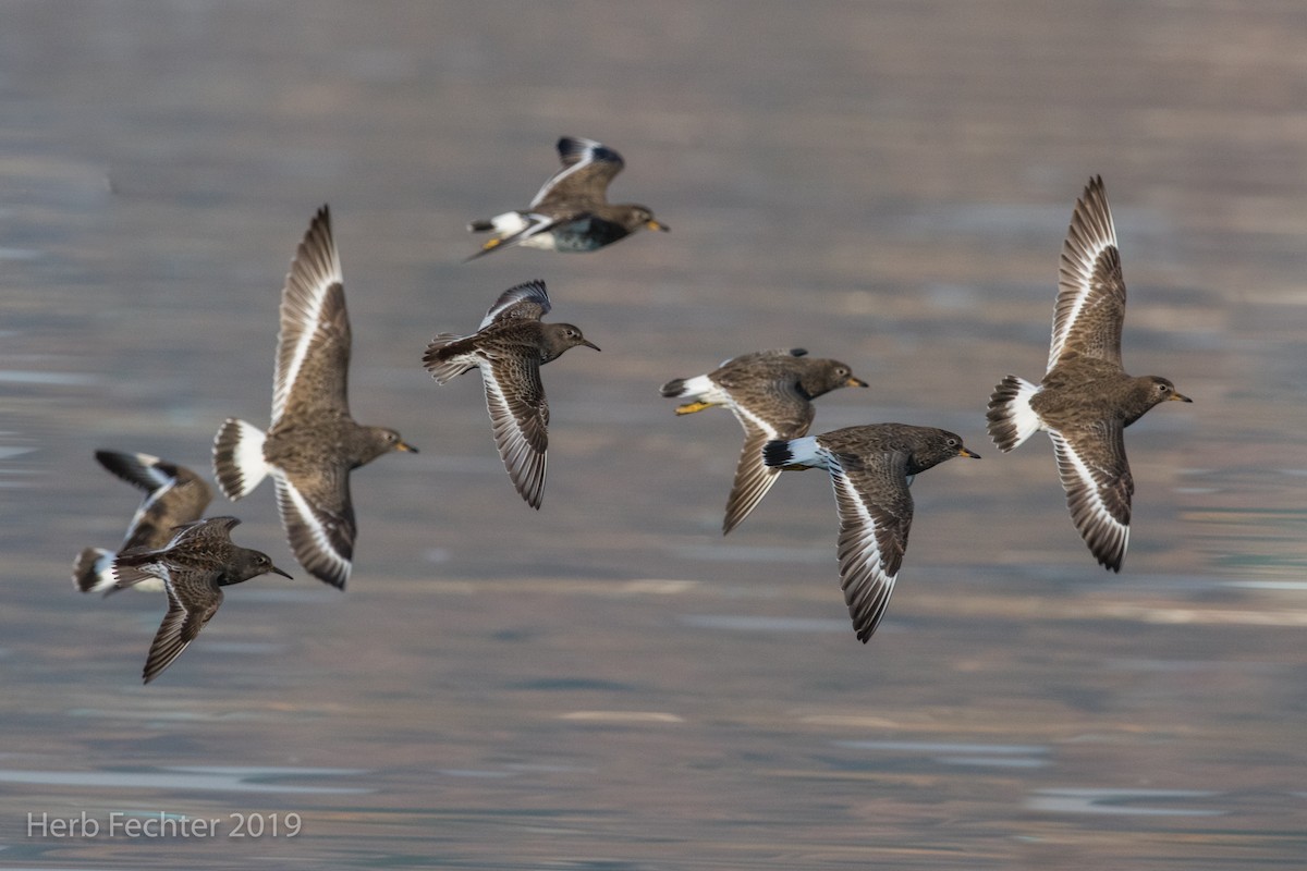 Rock Sandpiper - ML638152723