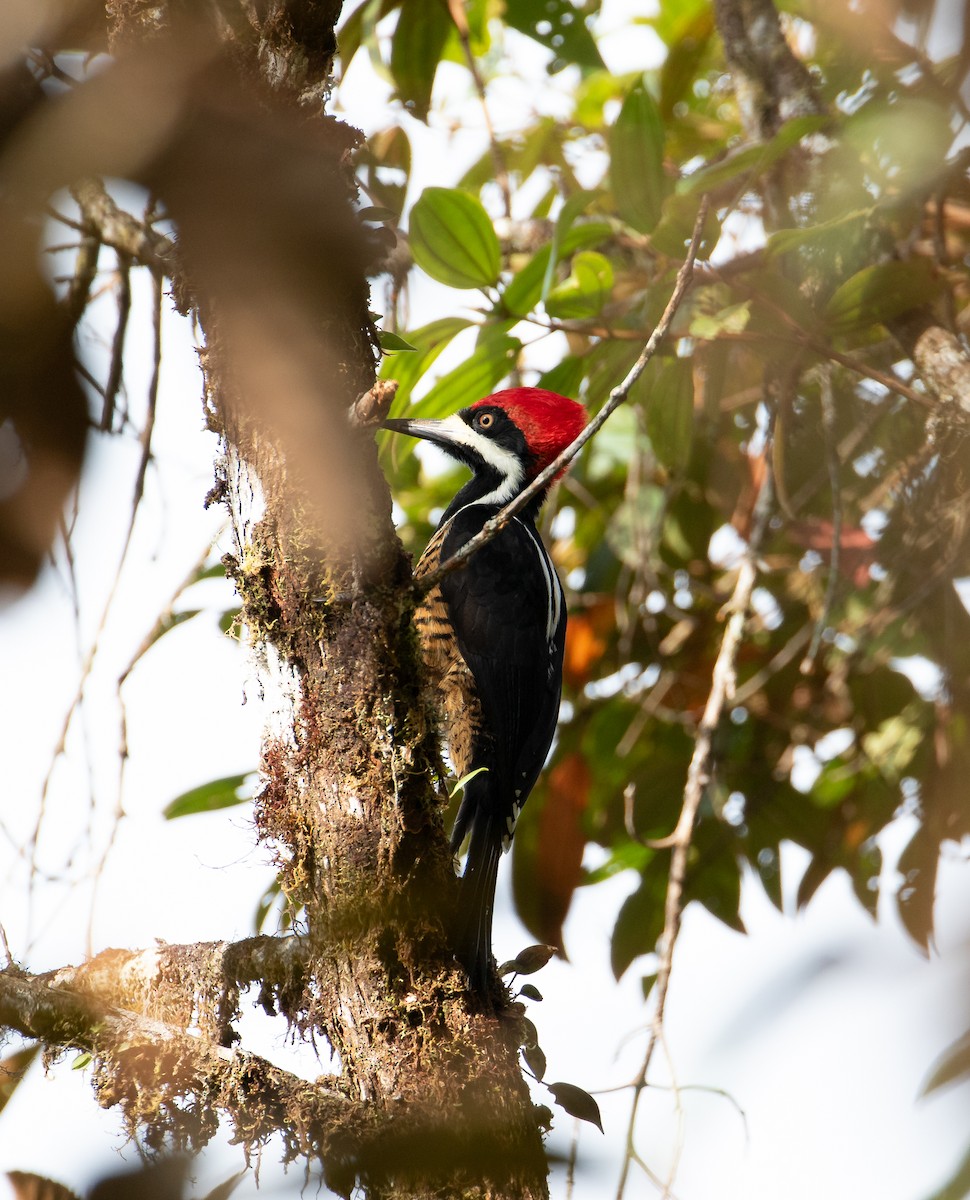 Powerful Woodpecker - ML638152783
