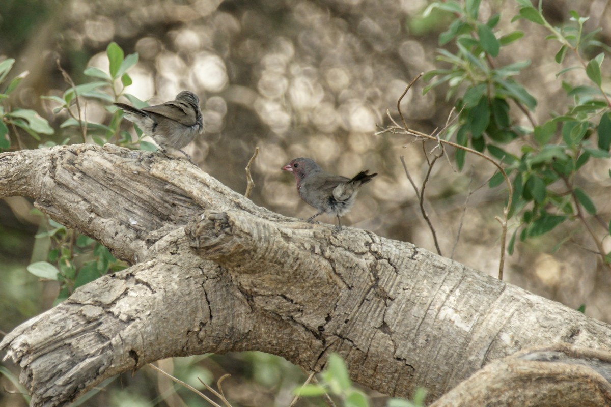 Brown Firefinch - ML638152796