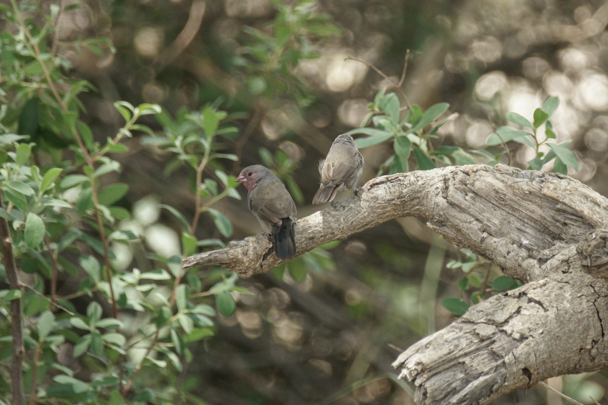 Brown Firefinch - ML638152797