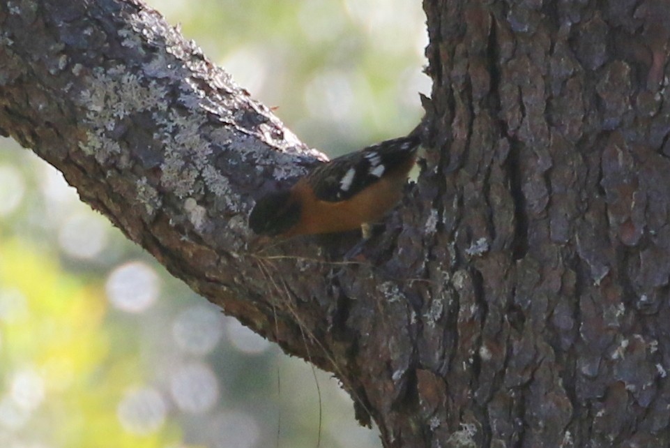 Black-headed Grosbeak - ML638152798