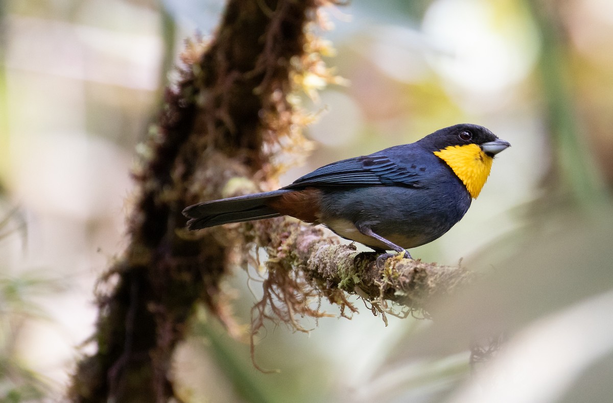 Purplish-mantled Tanager - ML638152805
