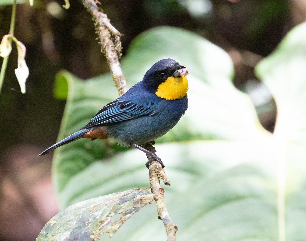 Purplish-mantled Tanager - ML638152806