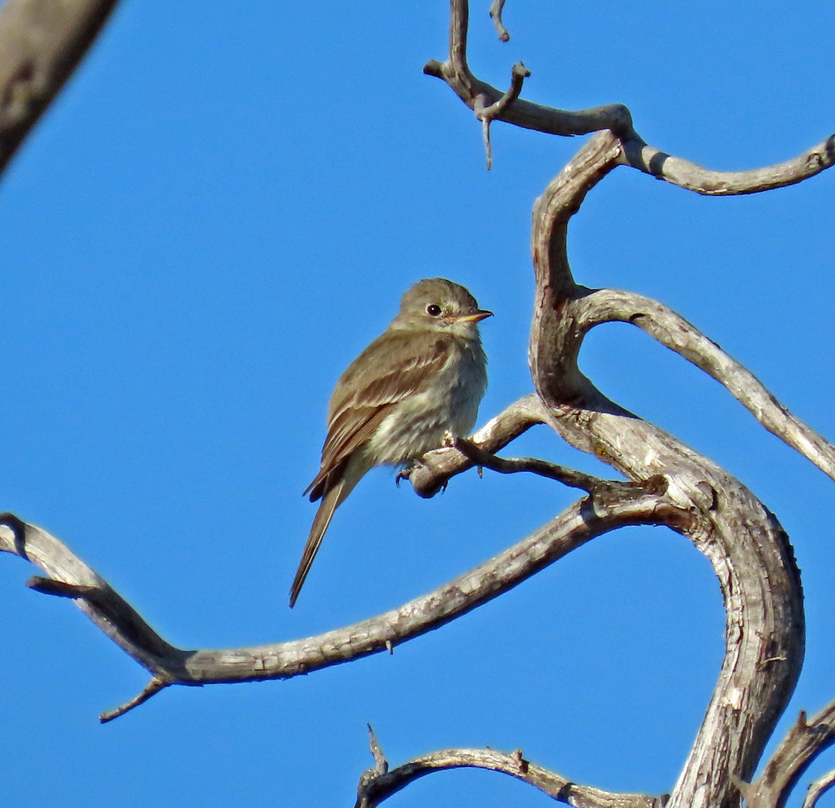 Gray Flycatcher - ML638152811