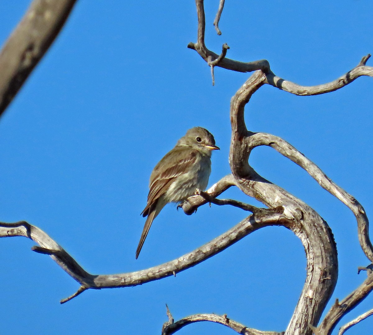 Gray Flycatcher - ML638152812