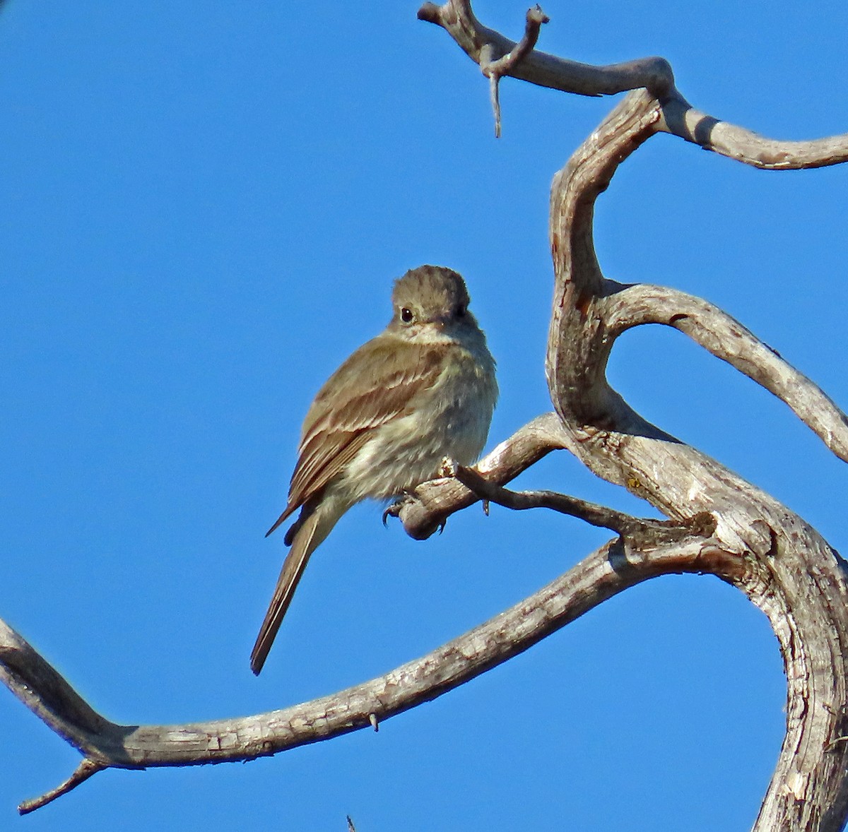 Gray Flycatcher - ML638152813
