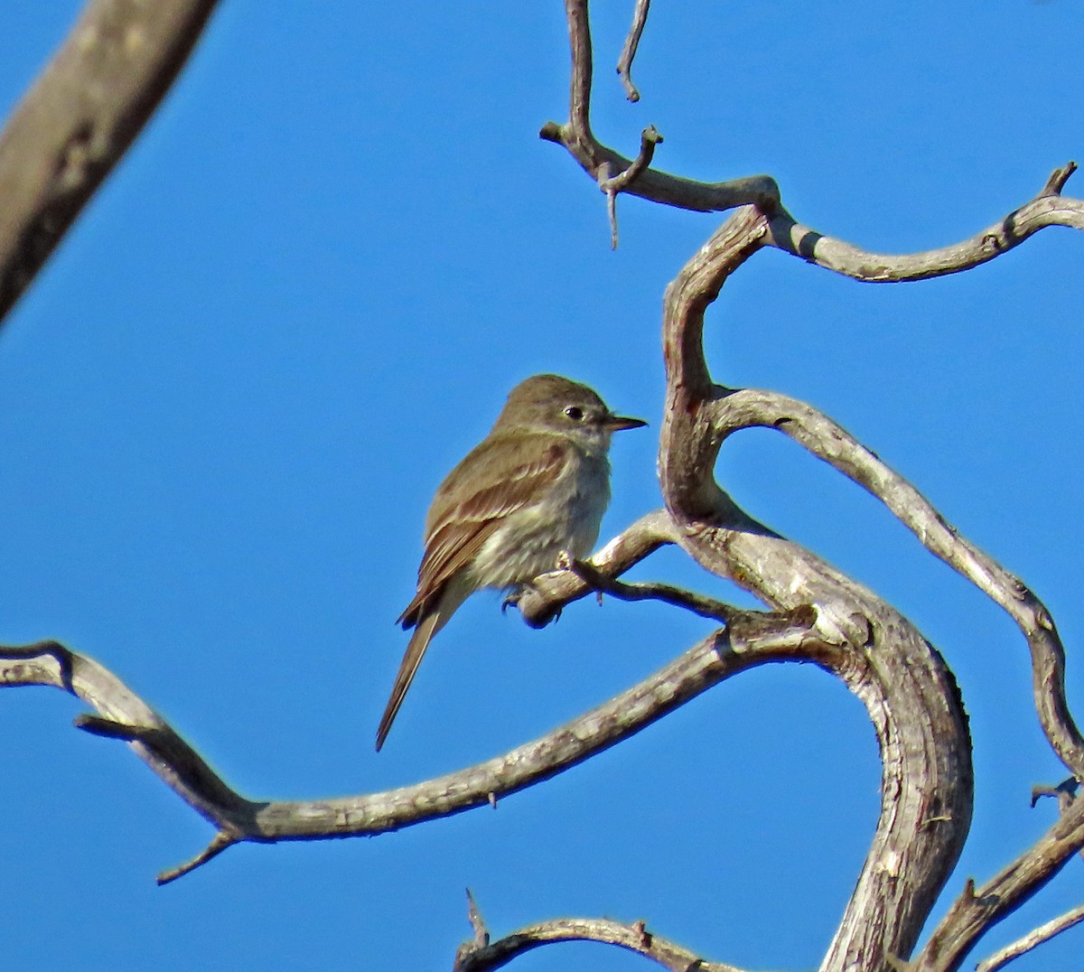 Gray Flycatcher - ML638152814