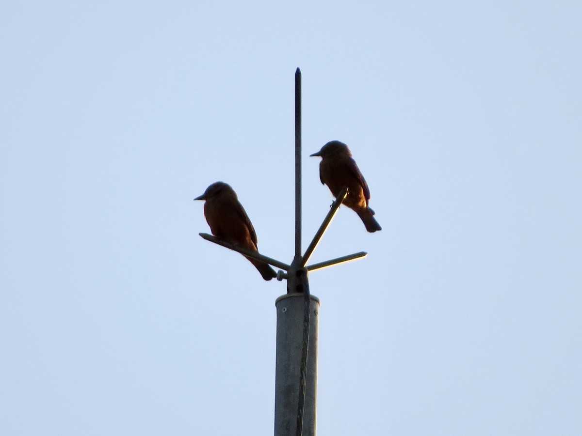 Cliff Flycatcher - ML638152831