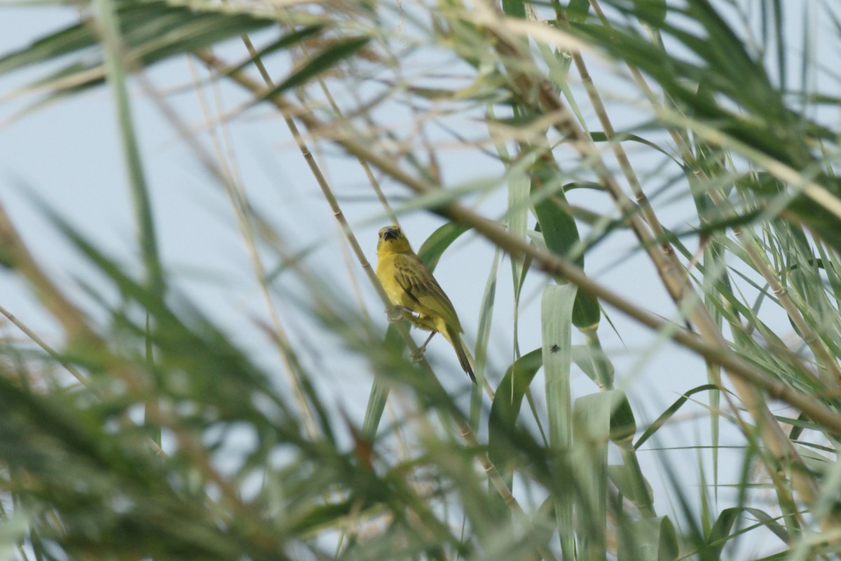 Holub's Golden-Weaver - ML638152870